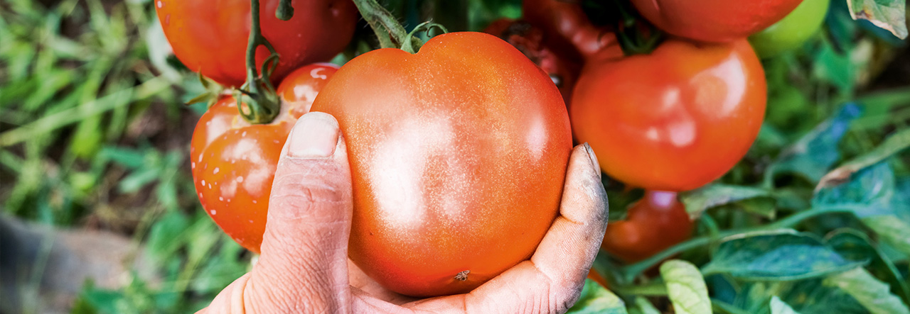 Hand hält Tomaten